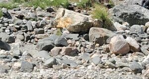 डीडीआरएफ दल ने पूरा किया पर्वतारोहण का विशेष प्रशिक्षण।