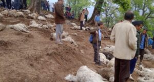 आकाशीय बिजली की चपेट में आने 122 भेड़ों की मौत