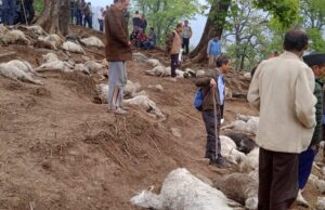 आकाशीय बिजली की चपेट में आने 122 भेड़ों की मौत