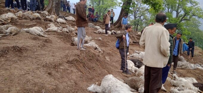 आकाशीय बिजली की चपेट में आने 122 भेड़ों की मौत