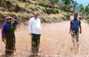 एसडीएम ने रबी की फसल गेहूं पर क्रॉप कटिंग प्रयोग का किया निरीक्षण