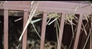 आतंक का पर्याय बन रहा बाग वन विभाग की गिरफ्त में, लोगो ने राहत ली सांस