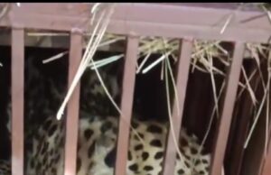 आतंक का पर्याय बन रहा बाग वन विभाग की गिरफ्त में, लोगो ने राहत ली सांस