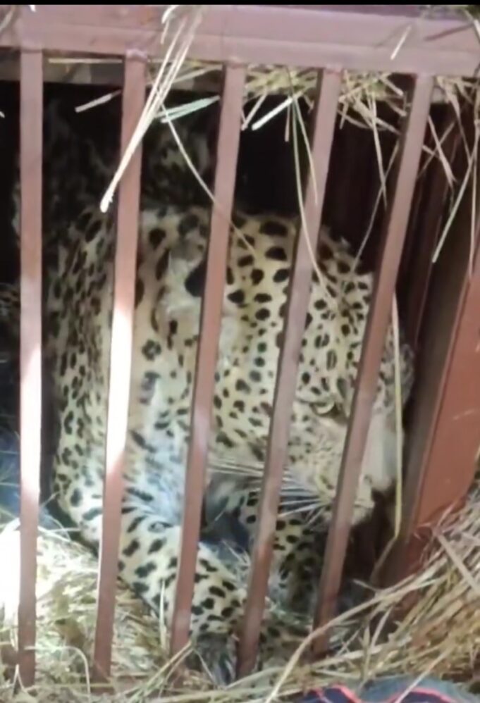 आतंक का पर्याय बन रहा बाग वन विभाग की गिरफ्त में, लोगो ने राहत ली सांस