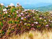 रूद्रनाथ में यात्रा अव्यवस्थाओं पर स्थानीय नाराज, गंदगी का लगा है अंबार