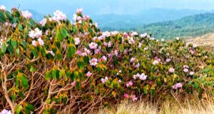 रूद्रनाथ में यात्रा अव्यवस्थाओं पर स्थानीय नाराज, गंदगी का लगा है अंबार