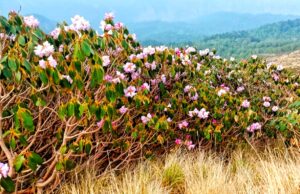 रूद्रनाथ में यात्रा अव्यवस्थाओं पर स्थानीय नाराज, गंदगी का लगा है अंबार