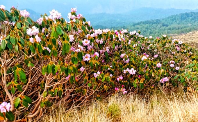 रूद्रनाथ में यात्रा अव्यवस्थाओं पर स्थानीय नाराज, गंदगी का लगा है अंबार