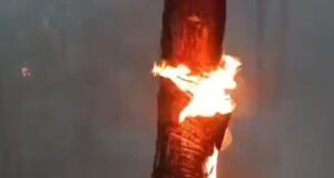 ठेली गांव के युवाओं ने जंगल की आग बुझाकर की मिशाल पेश