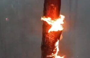 अल्मोड़ा वनाग्नि मामले में सीएम का सख़्त एक्शन, DFO समेत 2 अधिकारी सस्पेंड