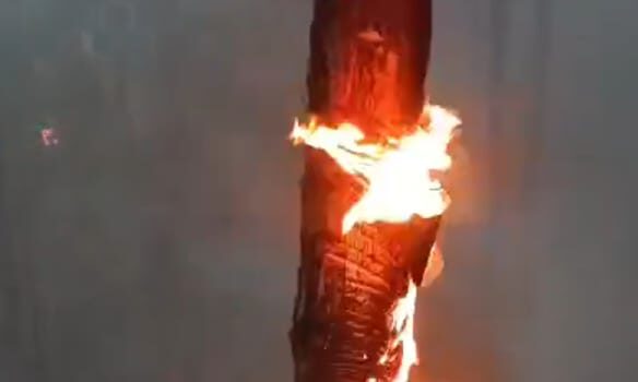 अल्मोड़ा वनाग्नि मामले में सीएम का सख़्त एक्शन, DFO समेत 2 अधिकारी सस्पेंड