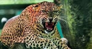 17वर्षीय युवक को तेंदुए ने बनाया निवाला, क्षेत्र में दहशत का माहौल