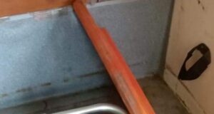 भालू के हमले में व्यक्ति घायल, क्षेत्र में दहशत