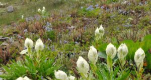 ब्रहमकमल, दांकुडी और नंदा के जैकारों से जागृत हो उठता है माँ नंदा का थान, 10 सितम्बर से 13 सितम्बर तक होगा भव्य आयोजन..