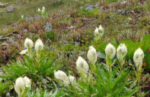 ब्रहमकमल, दांकुडी और नंदा के जैकारों से जागृत हो उठता है माँ नंदा का थान, 10 सितम्बर से 13 सितम्बर तक होगा भव्य आयोजन..