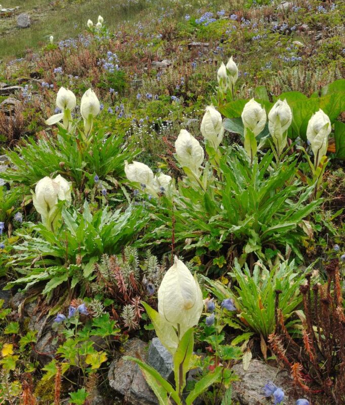 ब्रहमकमल, दांकुडी और नंदा के जैकारों से जागृत हो उठता है माँ नंदा का थान, 10 सितम्बर से 13 सितम्बर तक होगा भव्य आयोजन..