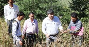 गंगोलगांव में जिलाधिकारी ने किया फसल कटाई प्रयोग का निरीक्षण