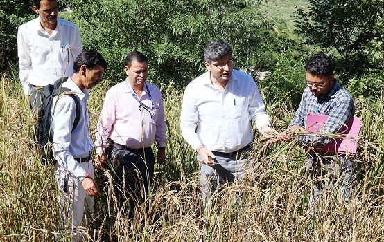 गंगोलगांव में जिलाधिकारी ने किया फसल कटाई प्रयोग का निरीक्षण