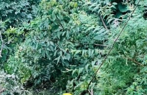 यहां हो गया बड़ा हादसा ,2की मौत 1घायल