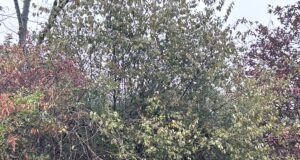 यहां टुटा ग्लेशियर, आर्मी मौके पर ,57मजदूरो में 10निकाले गए