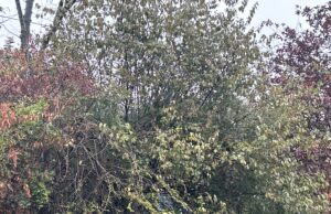 यहां टुटा ग्लेशियर, आर्मी मौके पर ,57मजदूरो में 10निकाले गए