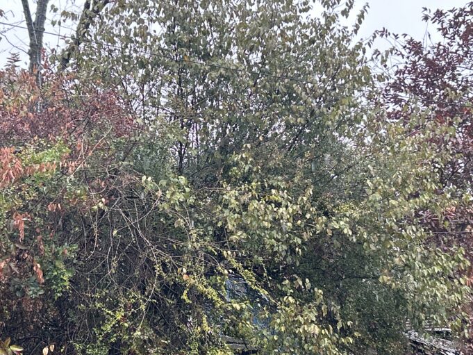 यहां टुटा ग्लेशियर, आर्मी मौके पर ,57मजदूरो में 10निकाले गए