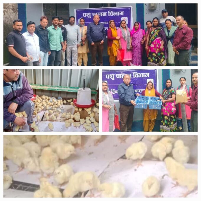 पशुपालन विभाग ने 117 लाभार्थियों को आवंटित की बैकयार्ड कुक्कुट योजना