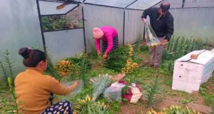 पॉलीहाउस में फूल और सब्जी का उत्पादन कर मुनाफा कमा रहे चमोली के काश्तकार