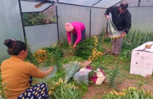 पॉलीहाउस में फूल और सब्जी का उत्पादन कर मुनाफा कमा रहे चमोली के काश्तकार