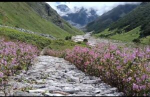 विश्व धरोहर फूलों की घाटी में इस वर्ष पहुंचे रिकॉर्ड 13 हजार पर्यटक, पार्क प्रशासन को 27.5 लाख का मिला राजस्व।