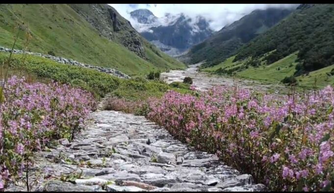 विश्व धरोहर फूलों की घाटी में इस वर्ष पहुंचे रिकॉर्ड 13 हजार पर्यटक, पार्क प्रशासन को 27.5 लाख का मिला राजस्व।