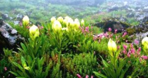 चिनाप फूलों की घाटी होगा ट्रेक ऑफ़ द ईयर 2025