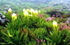 चिनाप फूलों की घाटी होगा ट्रेक ऑफ़ द ईयर 2025