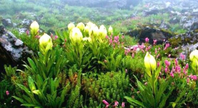 चिनाप फूलों की घाटी होगा ट्रेक ऑफ़ द ईयर 2025