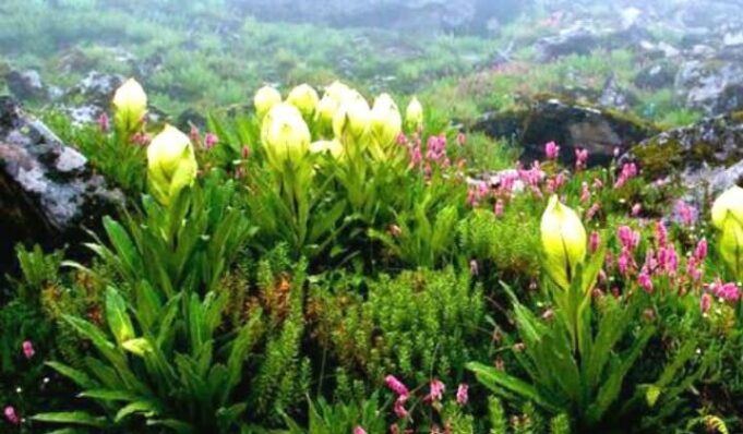 चिनाप फूलों की घाटी होगा ट्रेक ऑफ़ द ईयर 2025
