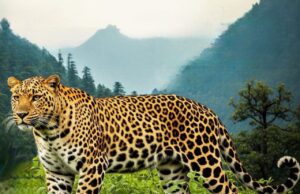 ले गया दिलदार,बदनाम हुआ बेचारा गुलदार परिजन मचाते रहे बेटी पर हमले का शोर