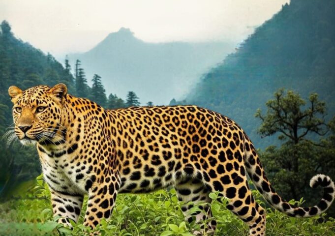 ले गया दिलदार,बदनाम हुआ बेचारा गुलदार परिजन मचाते रहे बेटी पर हमले का शोर