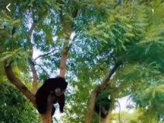 पोखरी के सरणाचांई में दी भालुओ की दस्तक, ग्रामीणो ने भगाया तो चढ़े पेड़ पर।