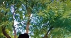 पोखरी के सरणाचांई में दी भालुओ की दस्तक, ग्रामीणो ने भगाया तो चढ़े पेड़ पर।