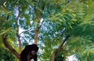 भालू का आतंक, दहशत में लोग