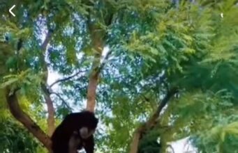 भालू का आतंक, दहशत में लोग