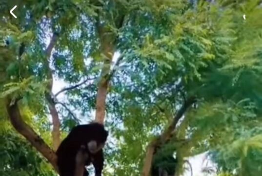 भालू का आतंक, दहशत में लोग