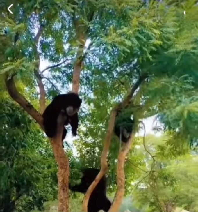 भालू का आतंक, दहशत में लोग