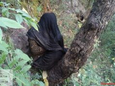 लापता महिला गंभीर घायल अवस्था में मिली, भालू ने किया हमला, टीम मौके पर