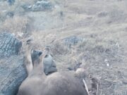 भालू ने तोड़ी गौशाला, मवशियों को बनाया निवाला, दहशत में लोग