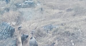 भालू ने तोड़ी गौशाला, मवशियों को बनाया निवाला, दहशत में लोग