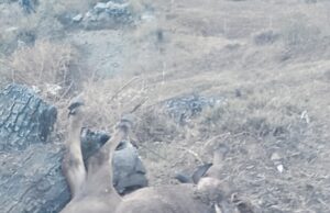 भालू ने तोड़ी गौशाला, मवशियों को बनाया निवाला, दहशत में लोग