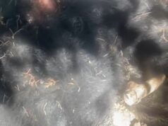 जिला मुख्यालय गोपेश्वर के समीप के मृत अवस्था में मिला भालू