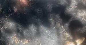 जिला मुख्यालय गोपेश्वर के समीप के मृत अवस्था में मिला भालू