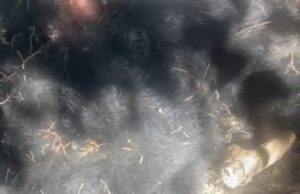 जिला मुख्यालय गोपेश्वर के समीप के मृत अवस्था में मिला भालू